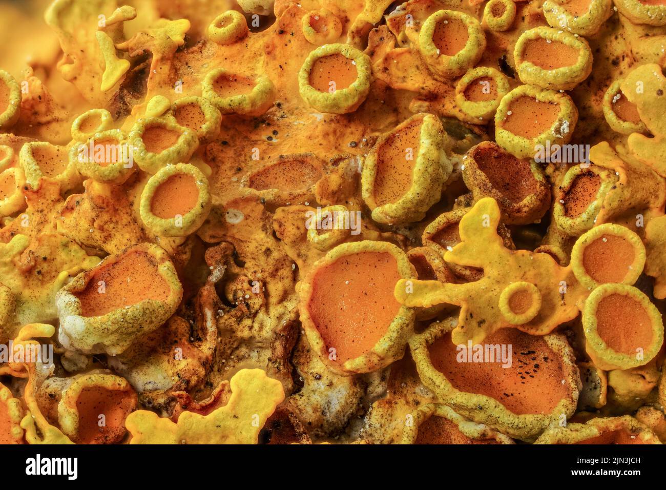 Yellow maritime sunburst lichen Xanthoria parietina abstract