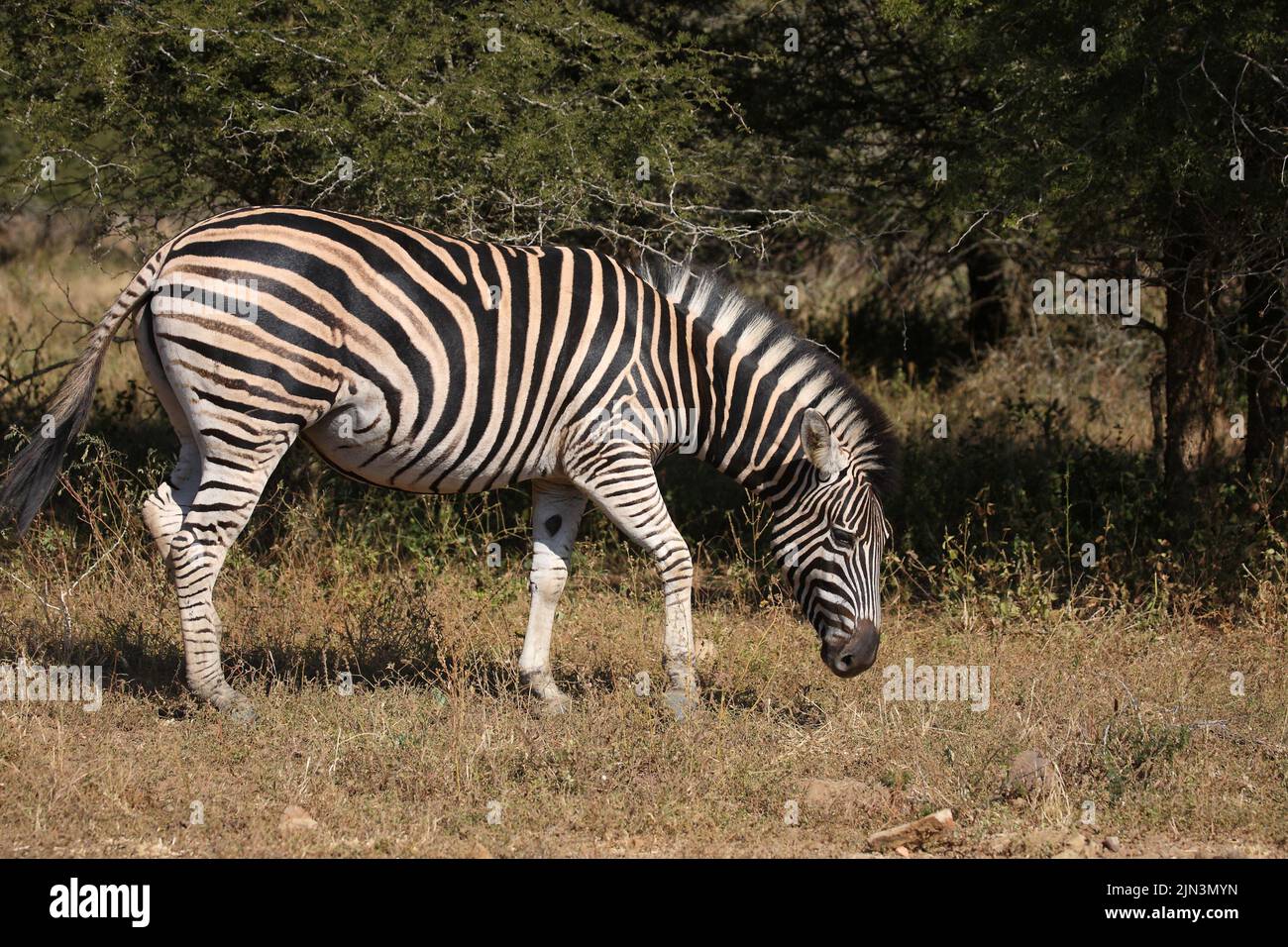 Steppenzebra / Burchell's zebra / Equus quagga burchellii Stock Photo ...