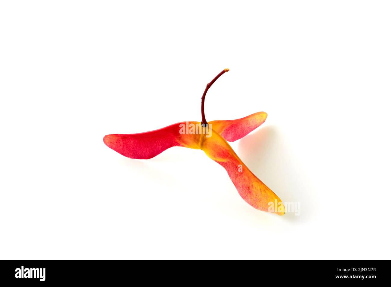 Amazing three-lobed red yellow maple seed pods in bright red yellow on a white background. Selective focus Stock Photo