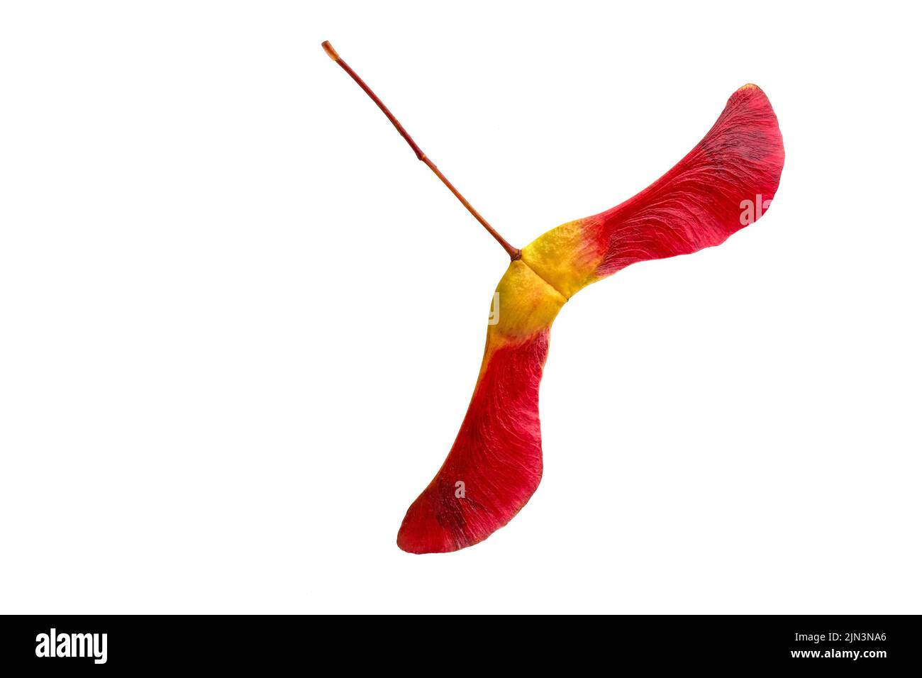 Amazing two-lobed red yellow maple seed pods in bright red yellow on a white background. Flat lay with copy space Stock Photo