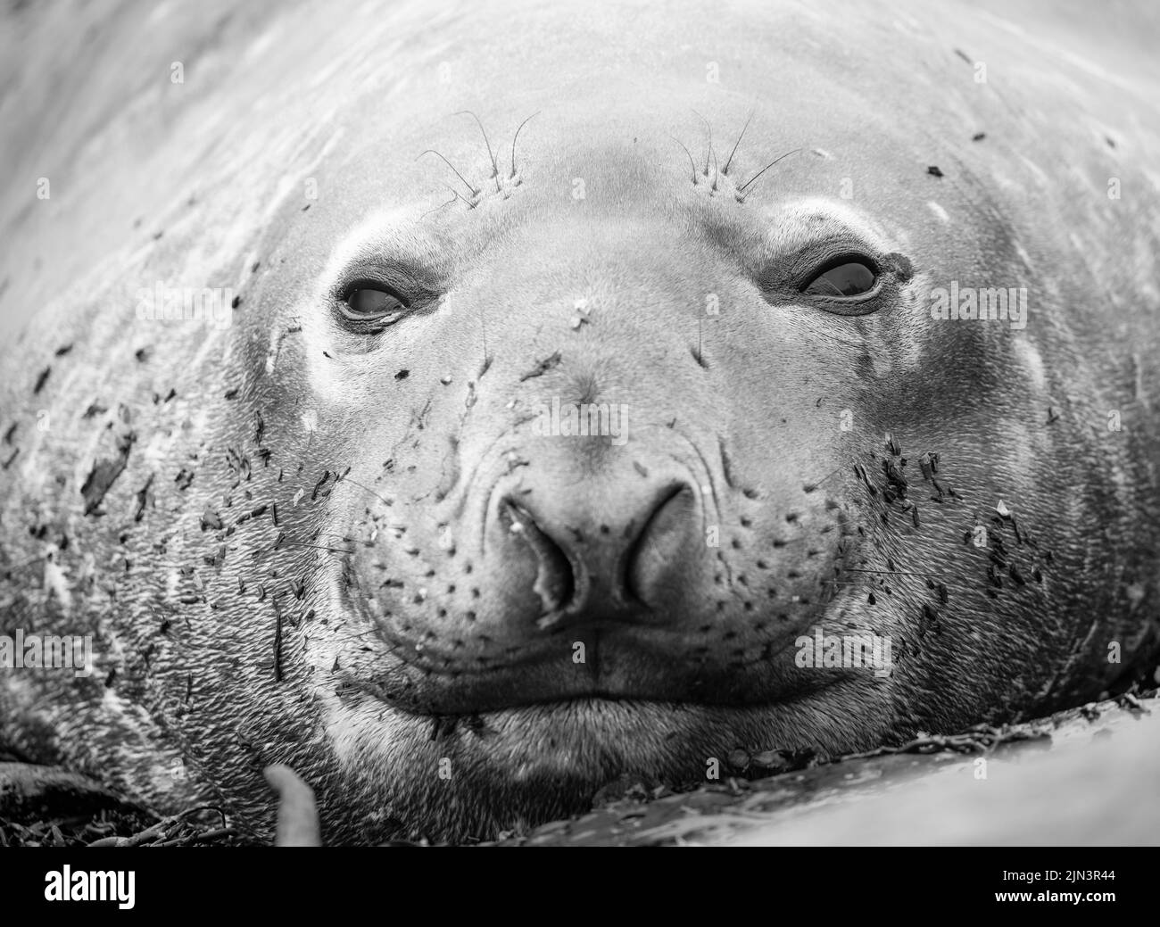 The southern elephant seal (Mirounga leonina) is the largest of the