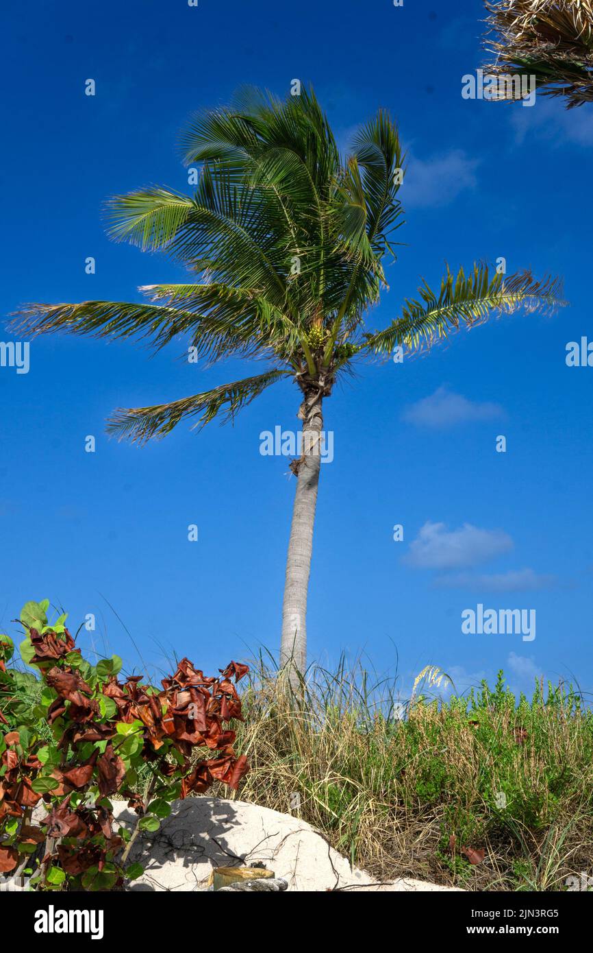 Dania Beach, FL - USA July 27, 2022 Vertical view of a palm tree at Dania Beach Ocean Park, located on the Atlantic Ocean in southern Florida. Stock Photo