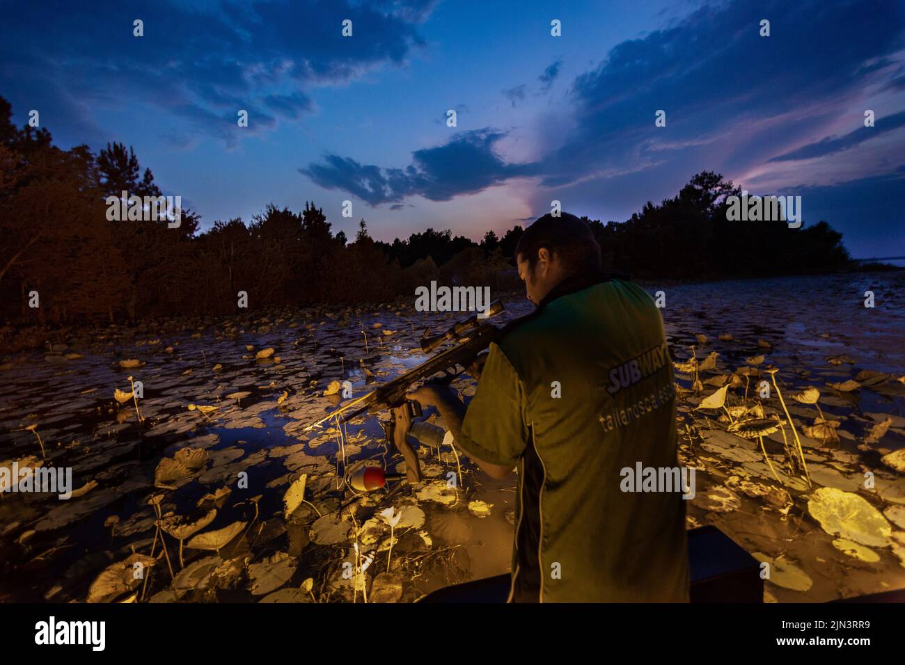 An alligator hunting guide takes aim at an alligator hiding under lily pads on Lake Marion lit by underwater lights during a nighttime gator hunting expedition in Bowman, South Carolina. Alligator hunting in South Carolina is limited by lottery and a four-week season once a year. Stock Photo