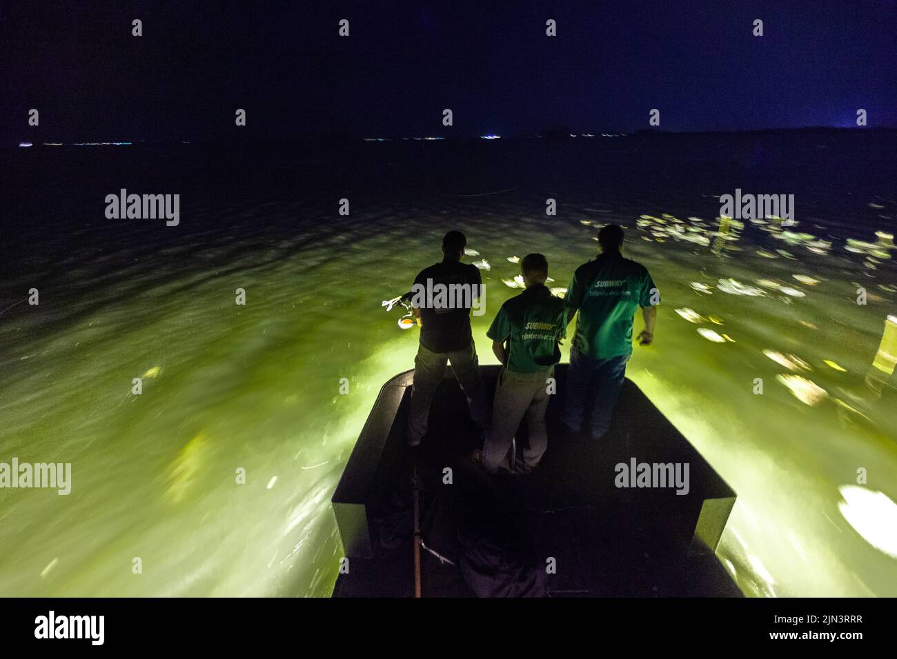 An alligator hunting guide and his client are silhouetted by underwater lights as they search for a 12-foot alligator during a nighttime gator hunting expedition in Bowman, South Carolina. Alligator hunting in South Carolina is limited by lottery and a four-week season once a year and must be taken with a crossbow or harpoon. Stock Photo