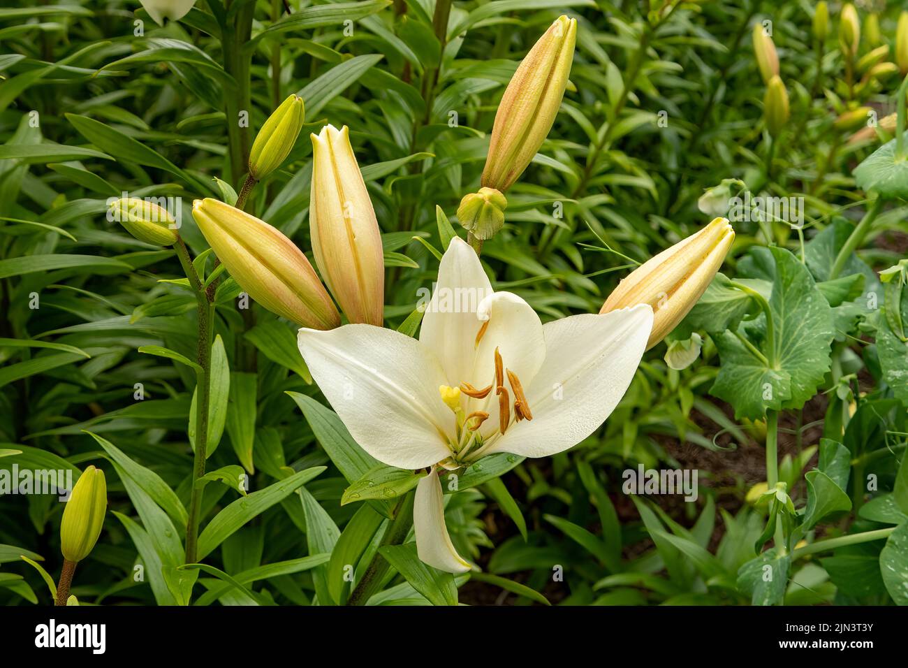 Lilium Bright Diamond, White Asiatic Lily Stock Photo - Alamy