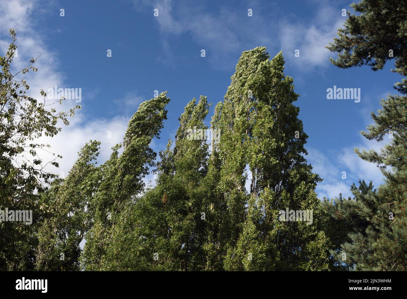 Group of Poplar trees growing in parkland cemetery in Sheffield England Stock Photo