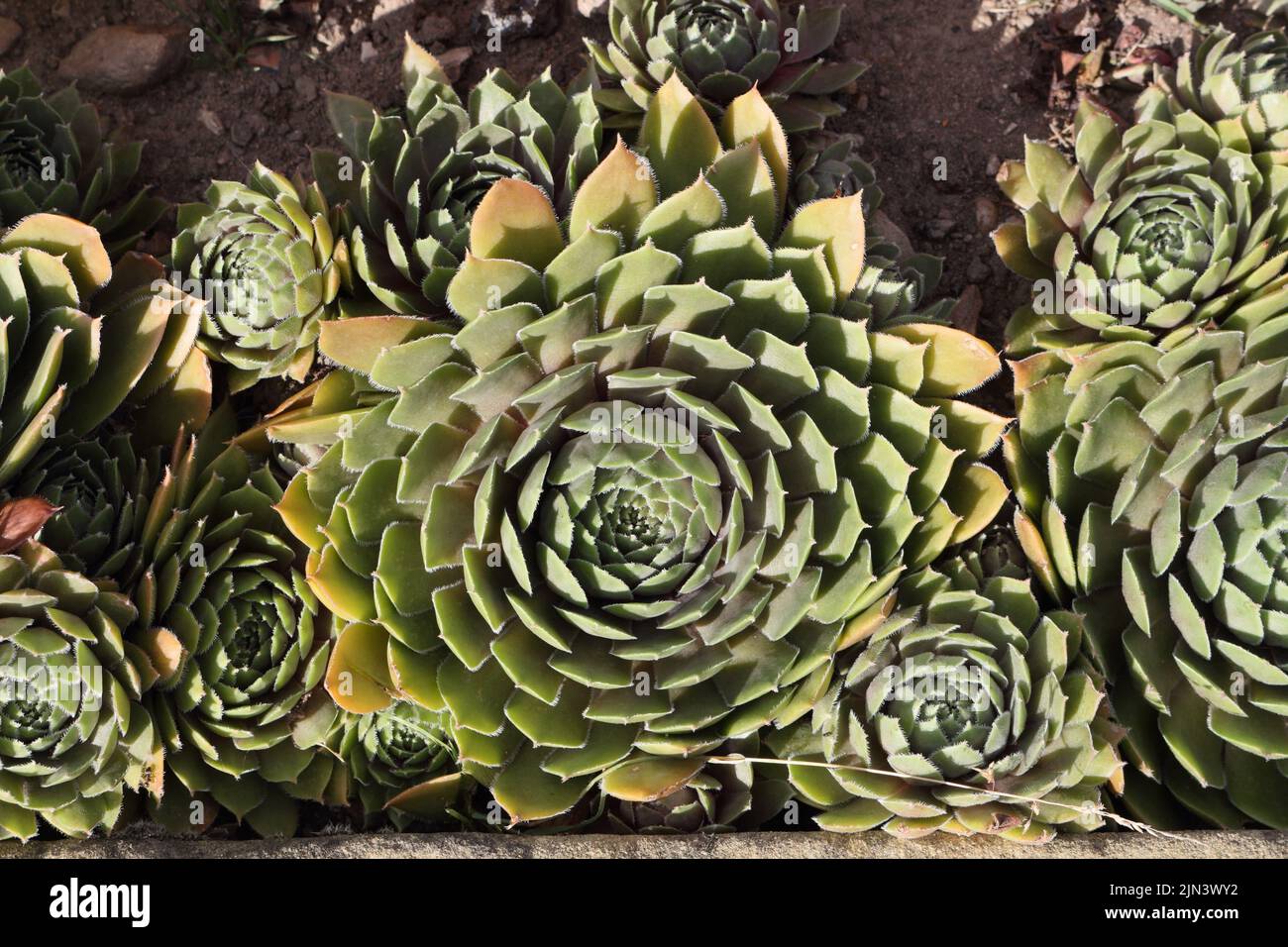 Sempervivum plants used as bedding plants in a parkland flower display Stock Photo