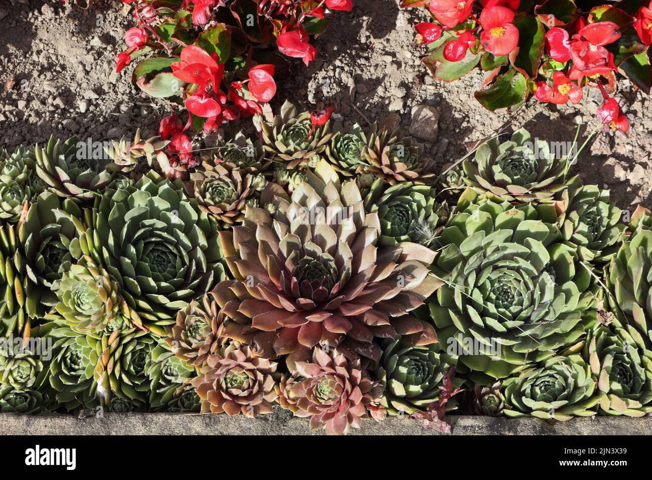 Sempervivum plants used as bedding plants in a parkland flower display Stock Photo