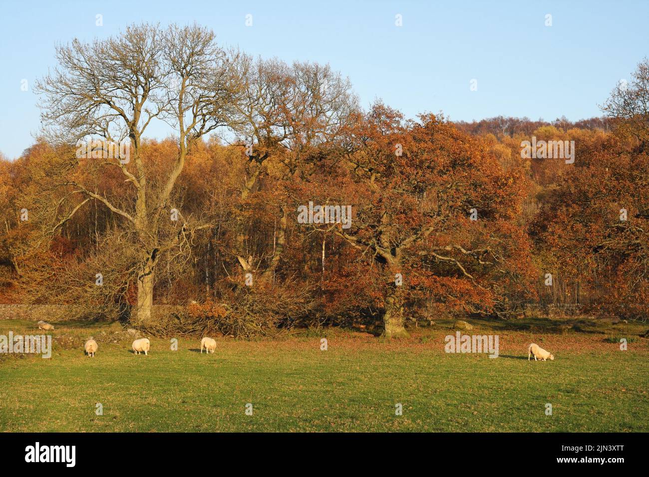 Trees Autumn Fall colours in the Peak District National Park