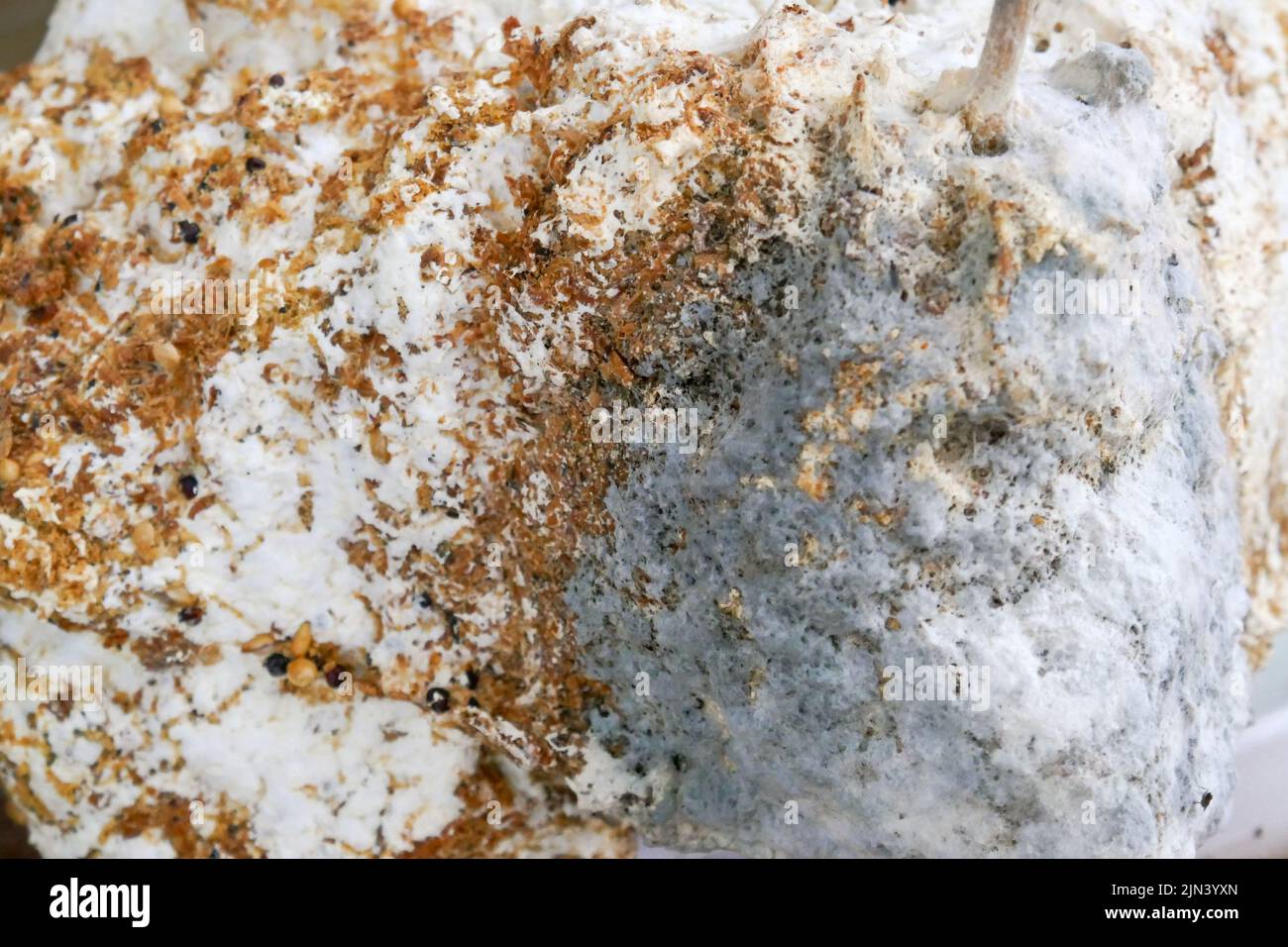 Gray and brown mold closeup. fungal diseases.Mold fungus wall surface