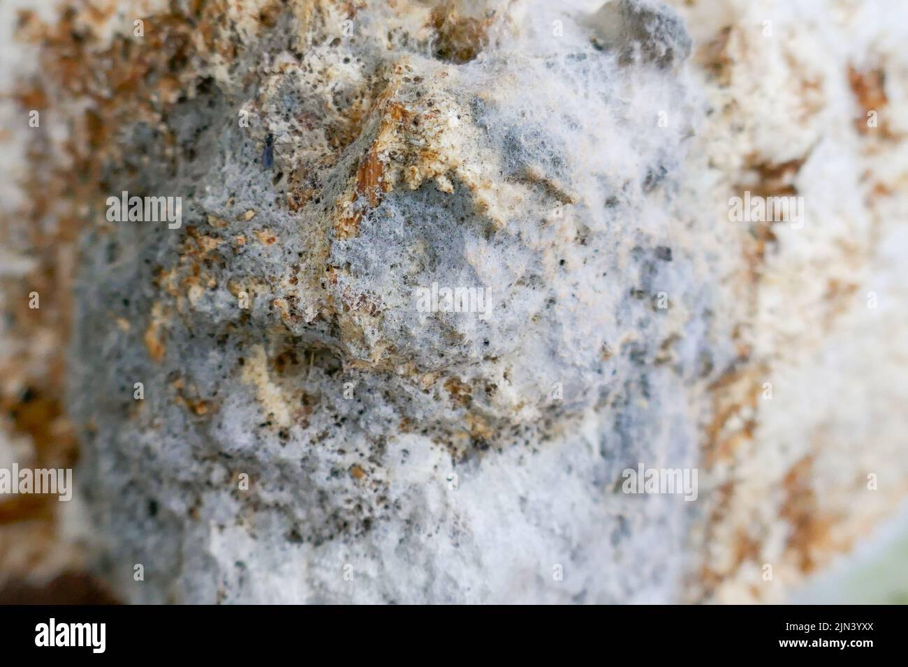 Mold close-up. Mold texture. Gray and brown mold close-up. fungal diseases Stock Photo