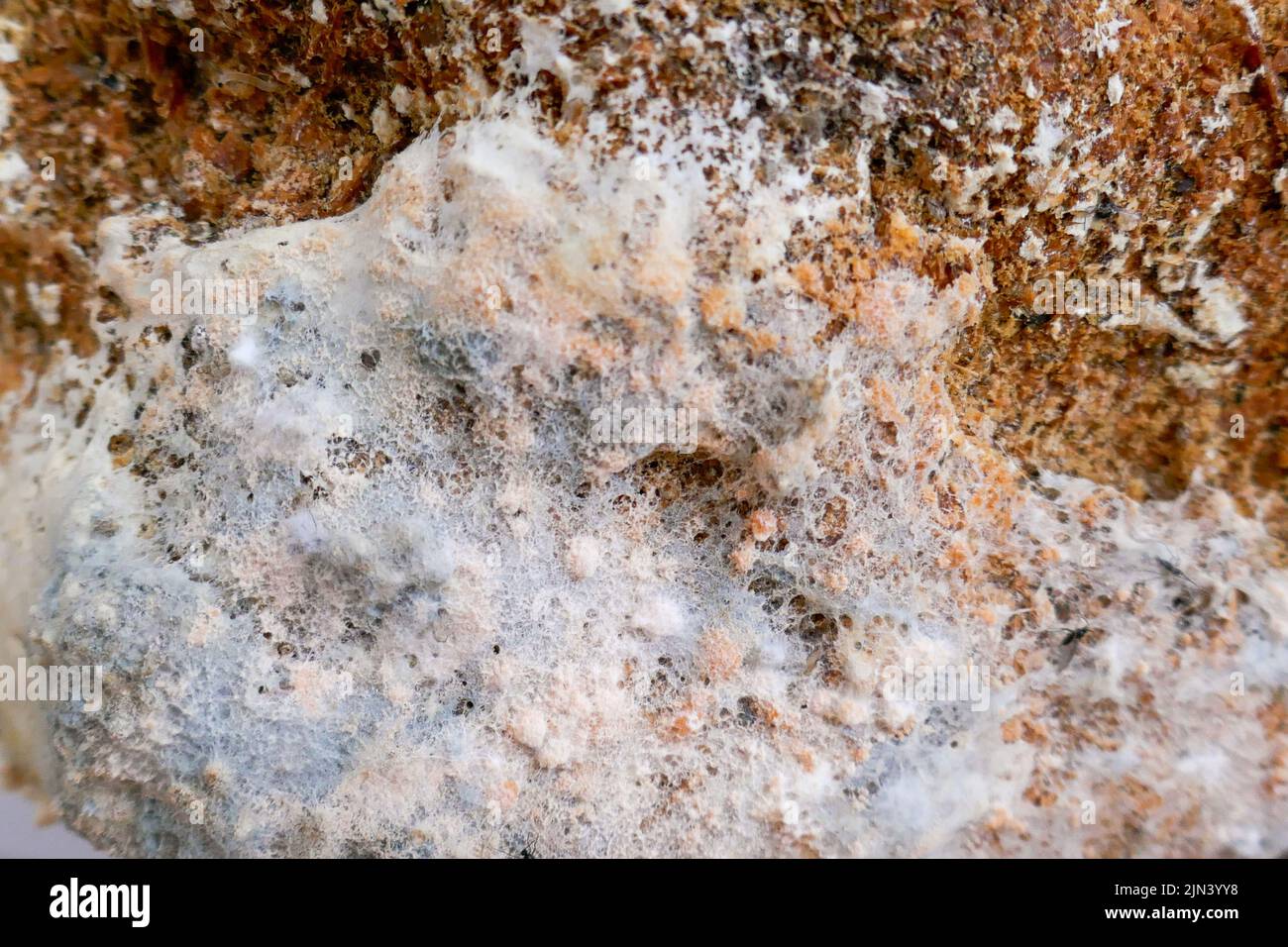 Mold closeup. fungal diseases.Mold fungus wall surface. Mold and