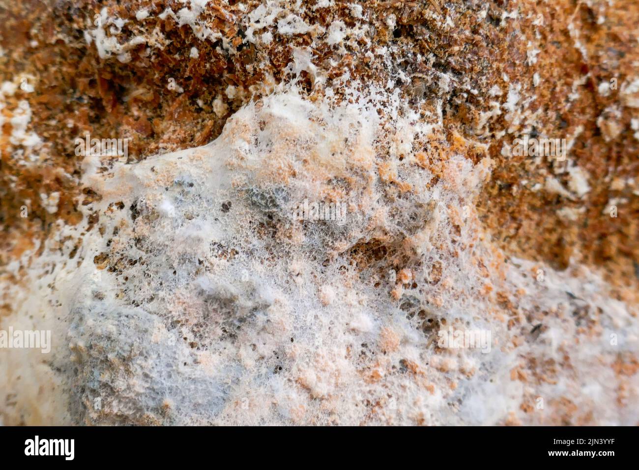 Mold texture. mold close-up. fungal diseases.Mold fungus wall surface. Mold and fungus problem Stock Photo