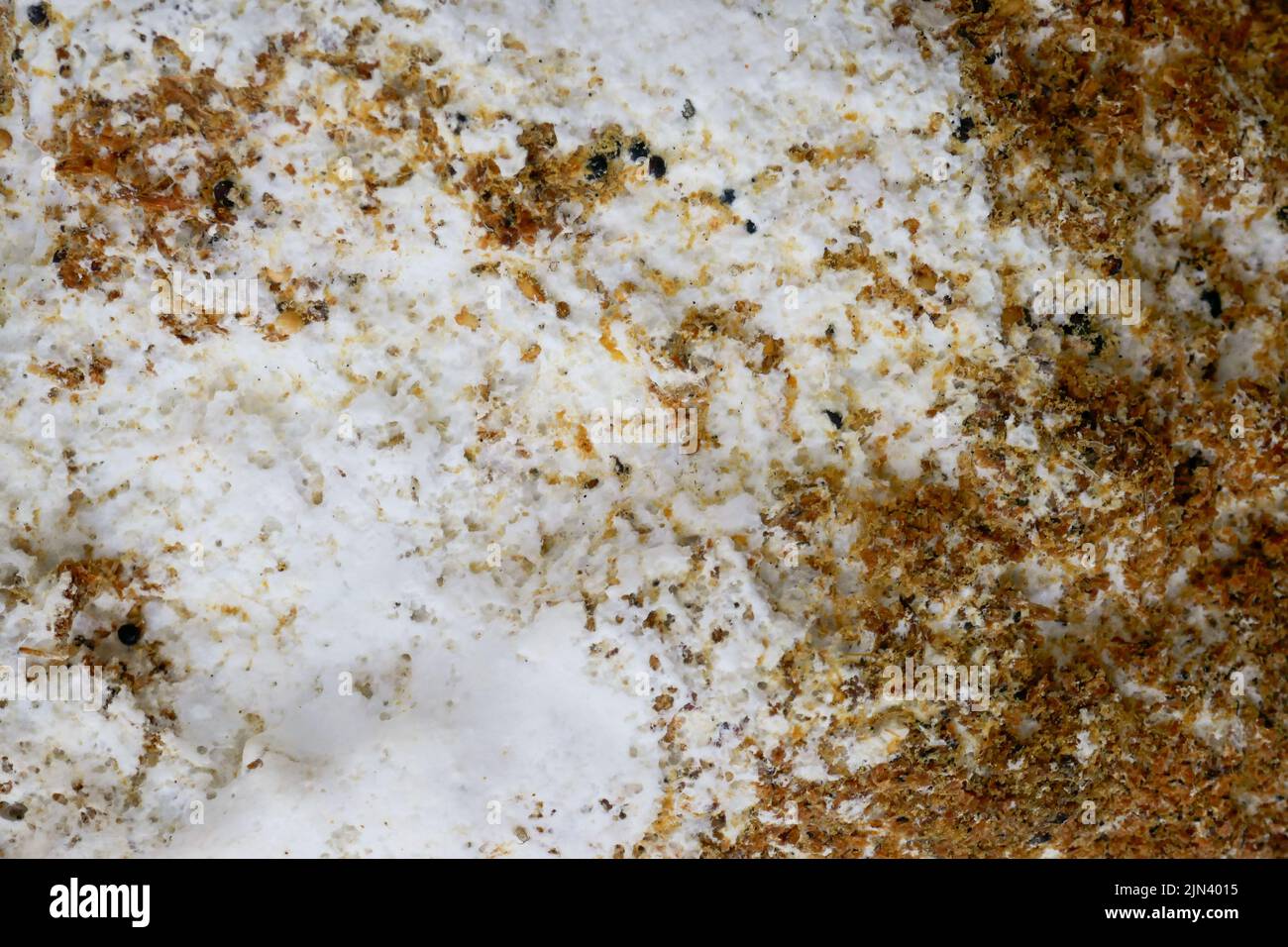 Mold texture. Gray and brown mold close-up. fungal diseases.Mold fungus wall surface. Mold and fungus problem Stock Photo