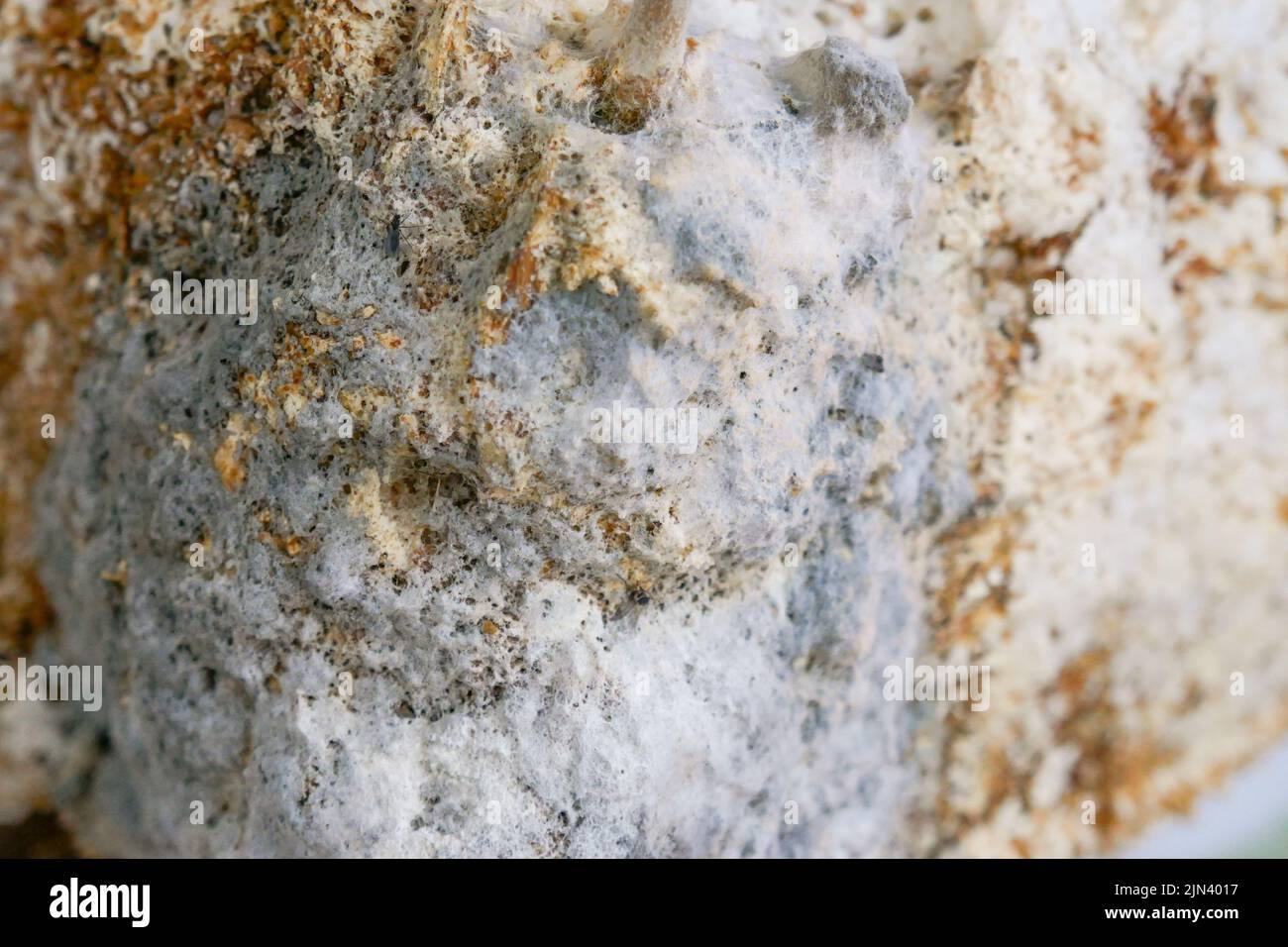 Mold fungus textured wall surface. Mold and fungus problem. Gray and