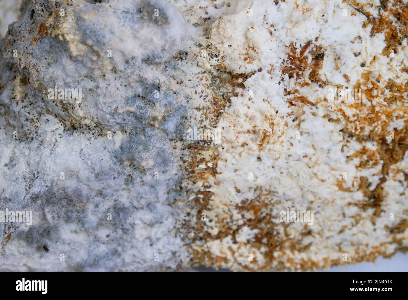 fungal diseases.Mold fungus wall surface. Mold close-up. Mold texture. Gray and brown mold close-up. Stock Photo