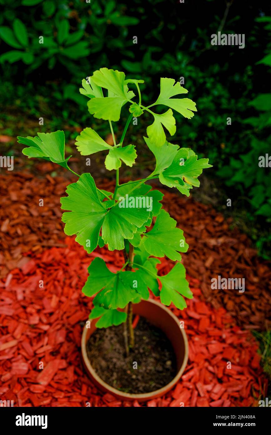 Ginkgo biloba tree in the garden.Homeopathy and alternative medicine remedy Green natural pharmacy.Ginko green close-up. medicinal plants.  Stock Photo