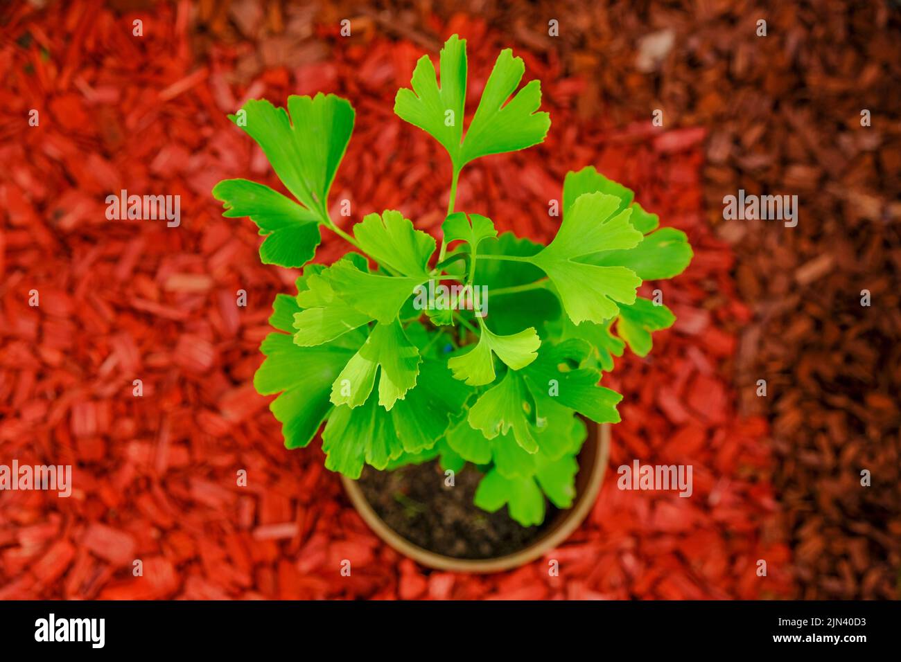 Ginkgo biloba tree on red mulch background in the garden.Homeopathy and alternative medicine remedy Green natural pharmacy. Stock Photo