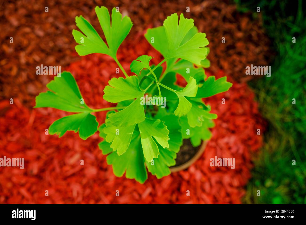 Ginkgo tree on red mulch in the garden.Homeopathy and alternative medicine remedy Green natural pharmacy.Ginko green close-up. medicinal plants.  Stock Photo