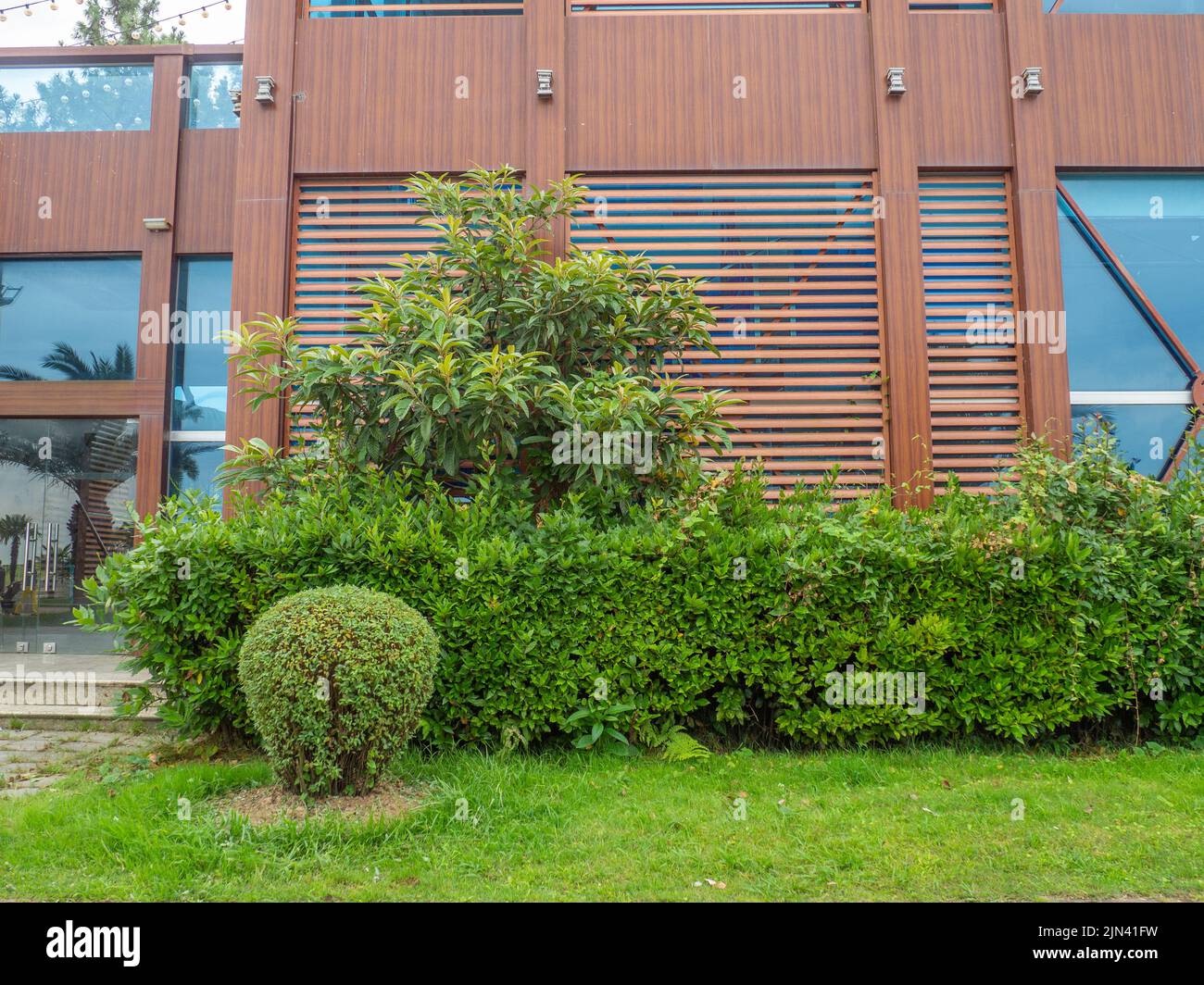 Landscaping. Trimmed bushes against the background of the facade of a ...