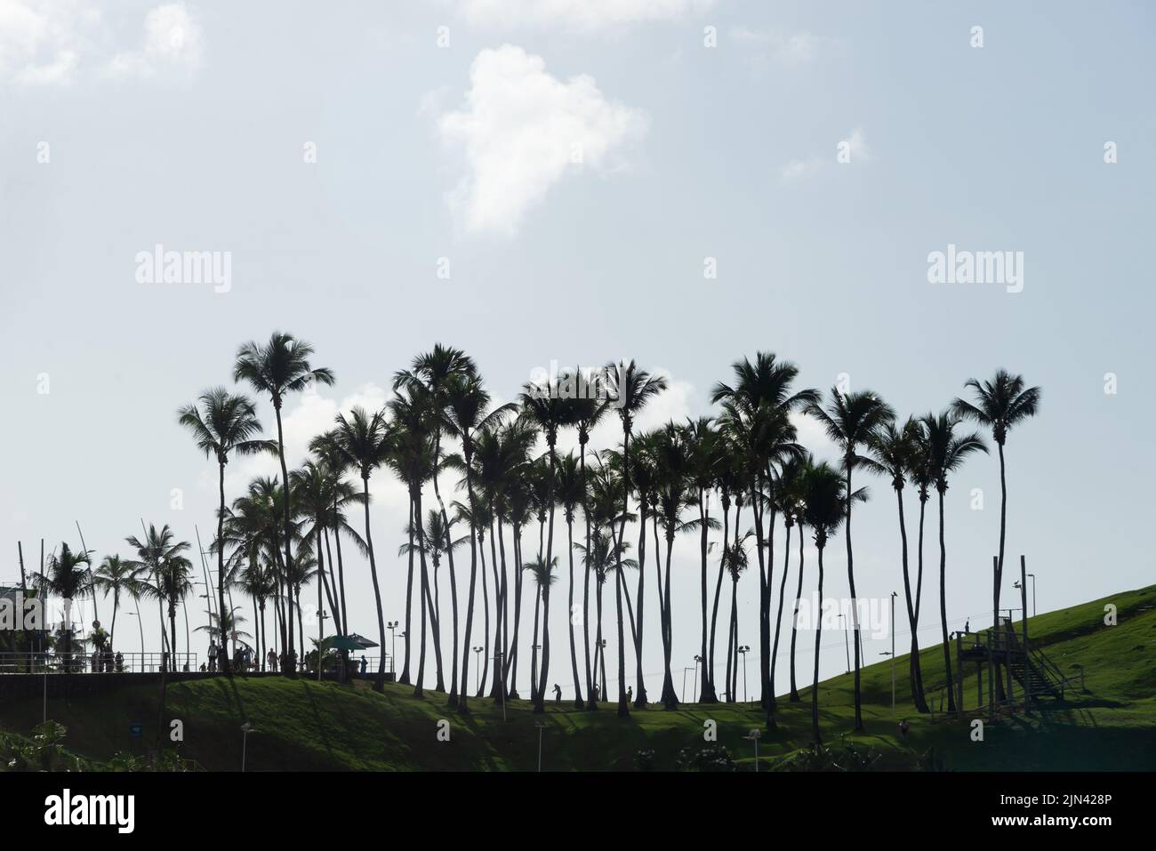 Tall coconut trees hi-res stock photography and images - Alamy
