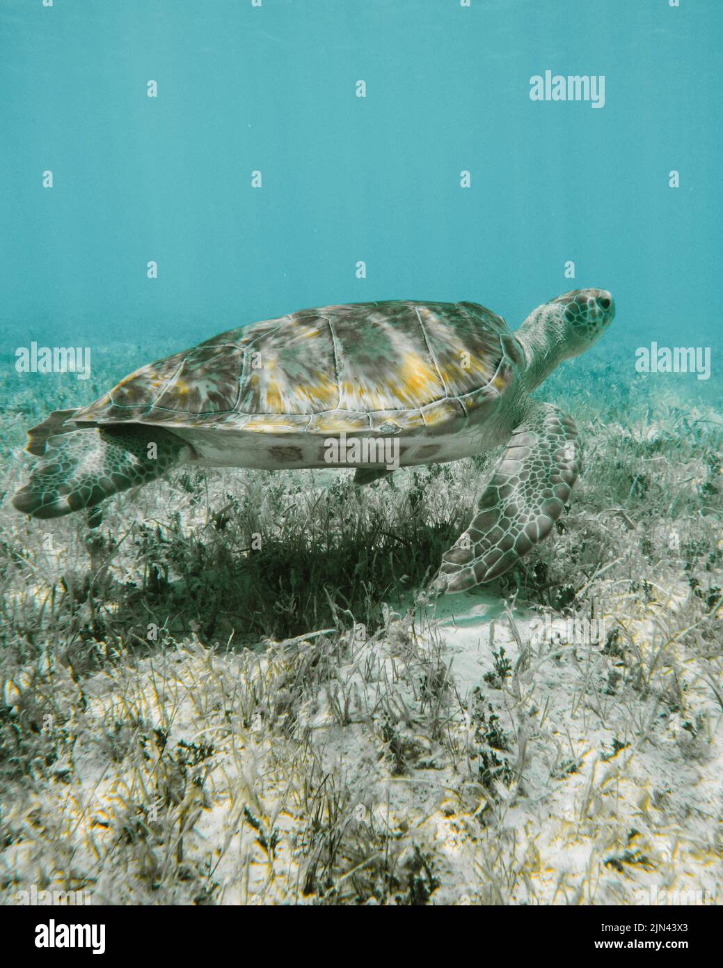 Turtles at Hoopers Cay in Exuma, Bahamas Stock Photo