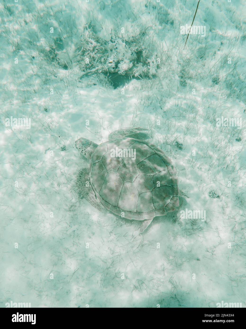 Turtles at Hoopers Cay in Exuma, Bahamas Stock Photo