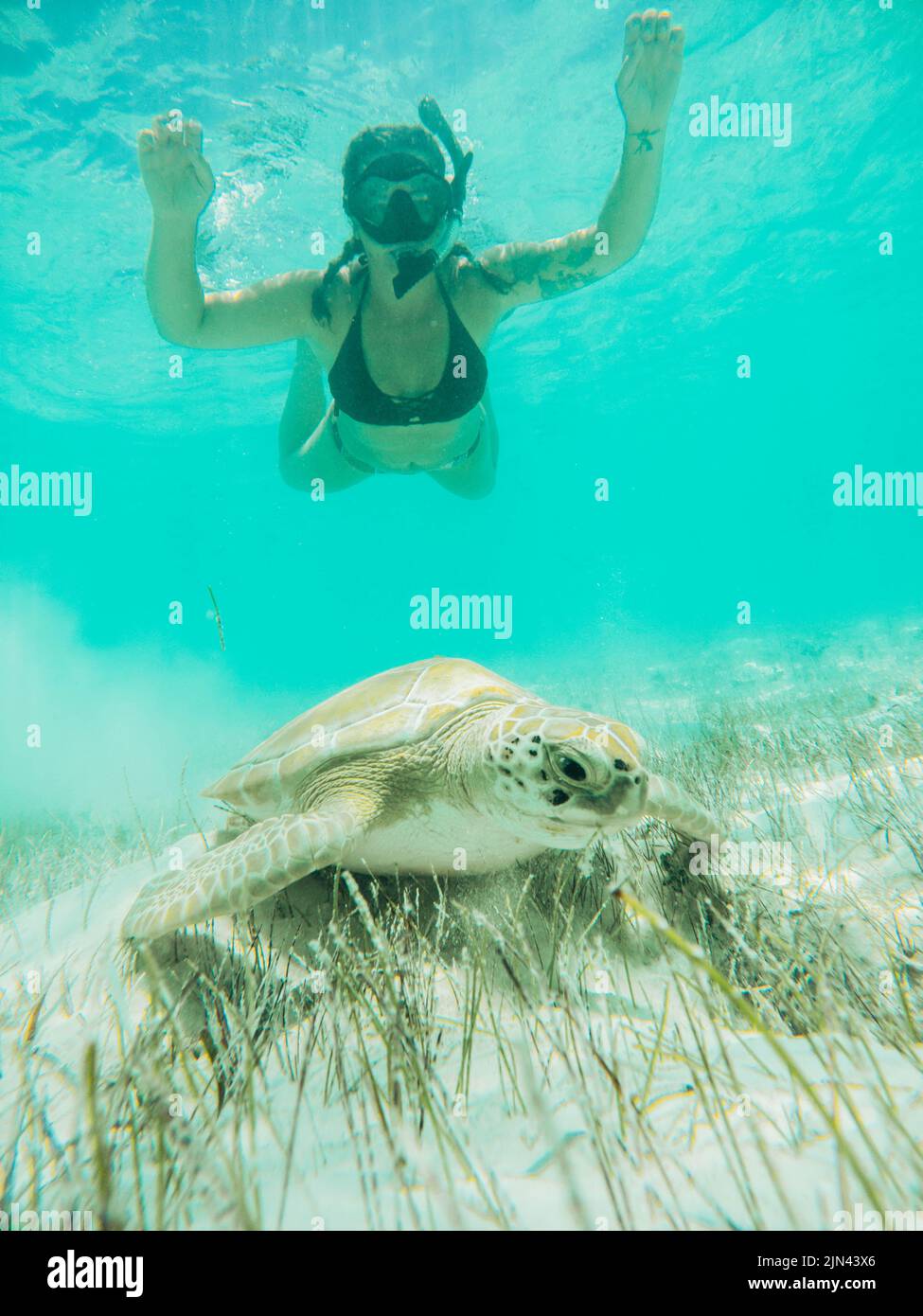 Woman snorkeling with turtle in Hoopers Cay Exuma Stock Photo Alamy