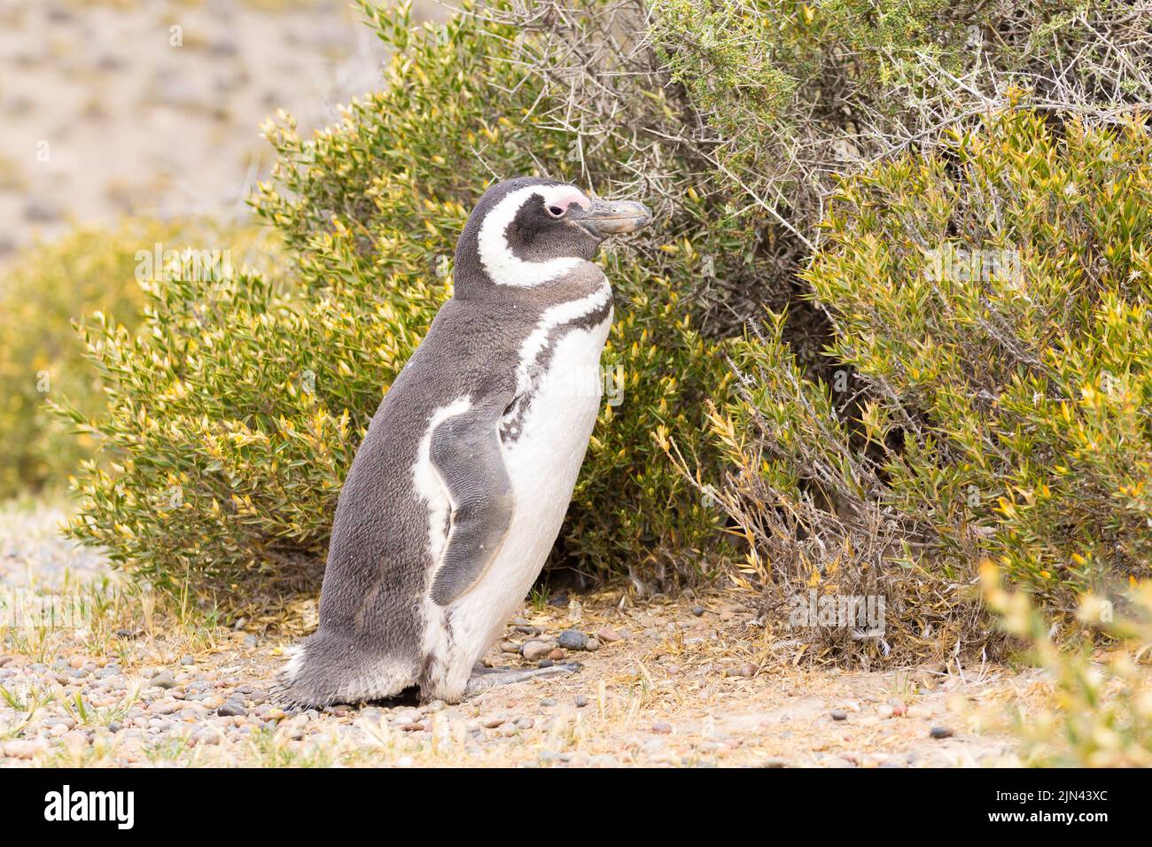 Magellanic penguin close up. Punta Tombo penguin colony, Patagonia ...