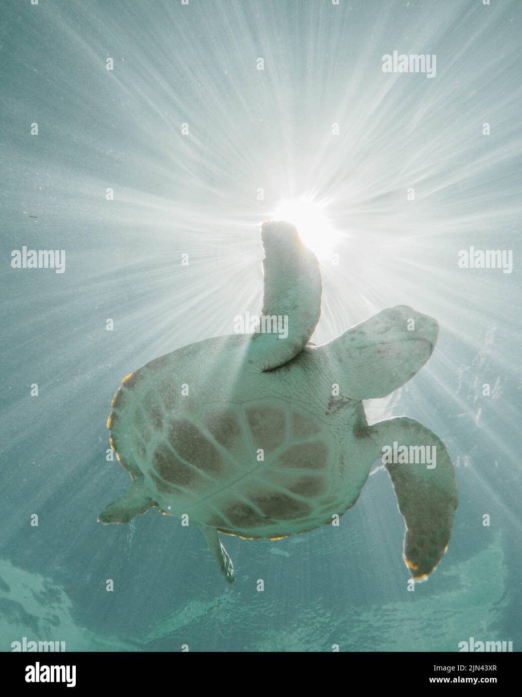 Turtles at Hoopers Cay in Exuma, Bahamas Stock Photo Alamy