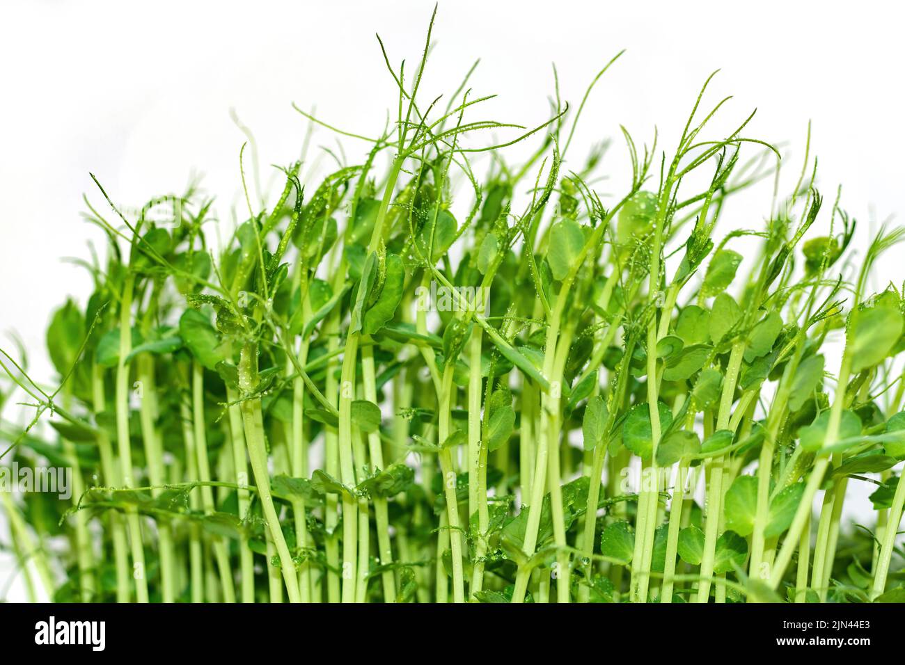 Micro greens peas sprouts isolated on white background. The concept of