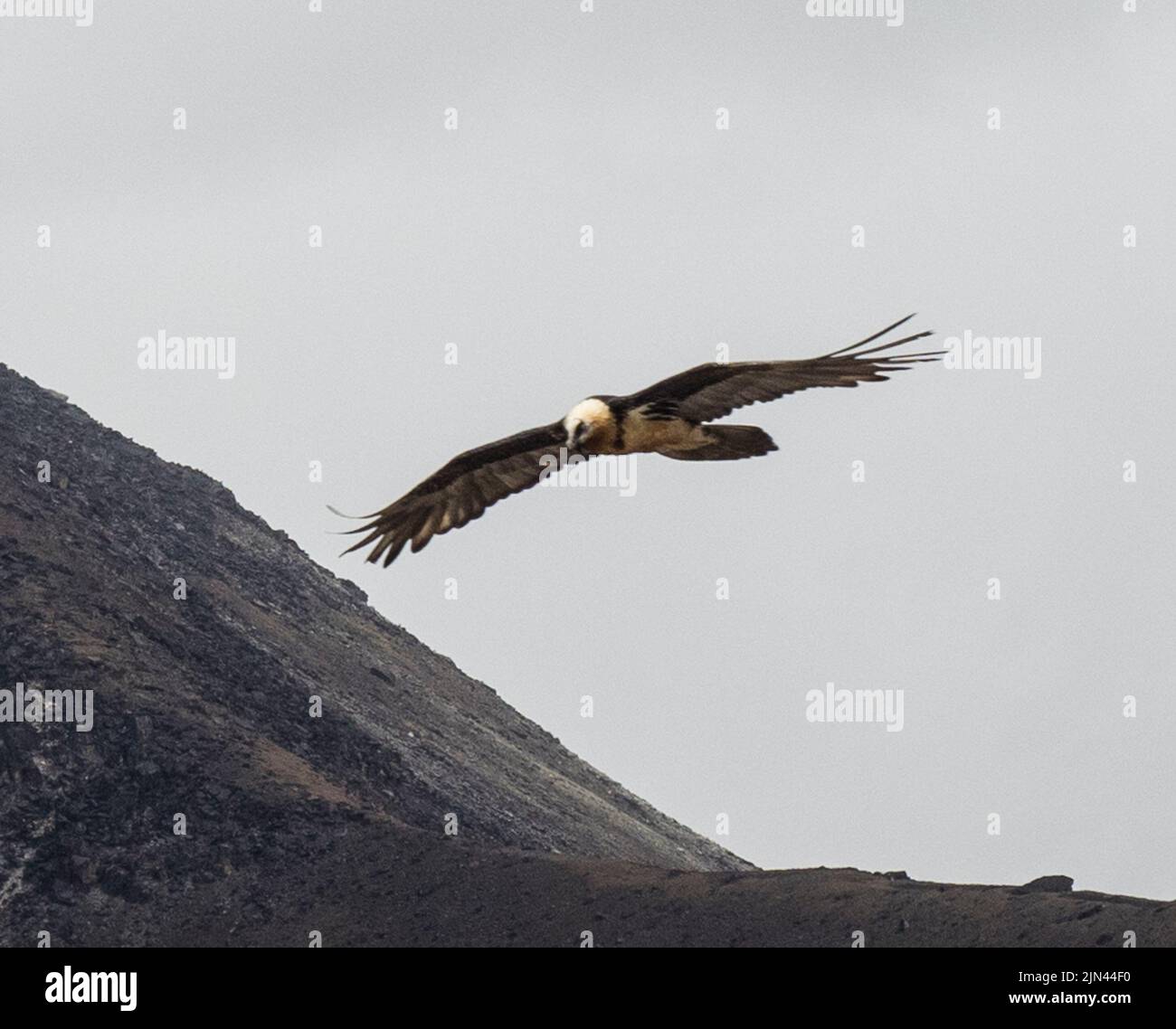 Himalayan lammergeier (Gypaetus barbatus) also known as a Bearded Vulture on the wing above the Khumbu Glacier moraine at Lobuche. Stock Photo