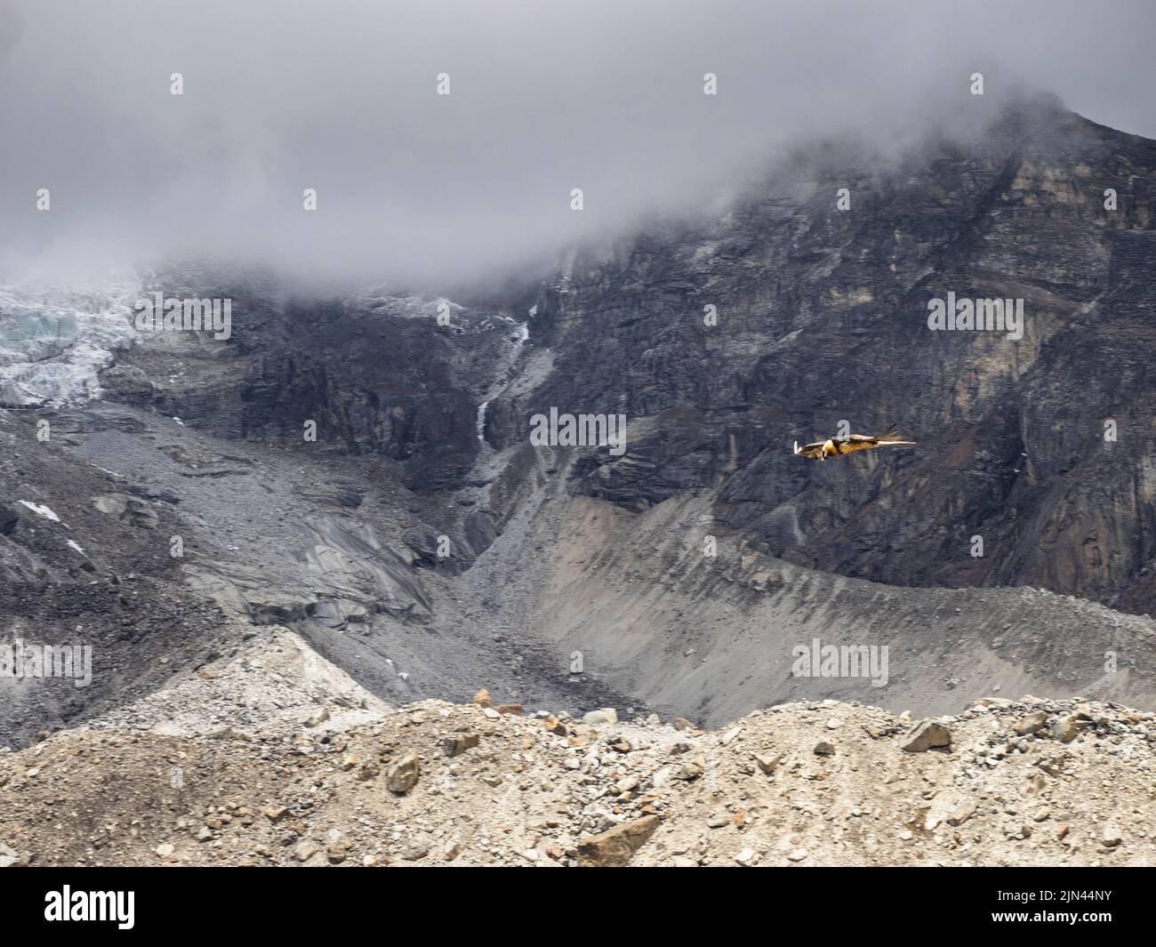 Himalayan lammergeier (Gypaetus barbatus) also known as a Bearded Vulture on the wing above the Khumbu Glacier moraine at Lobuche. Stock Photo