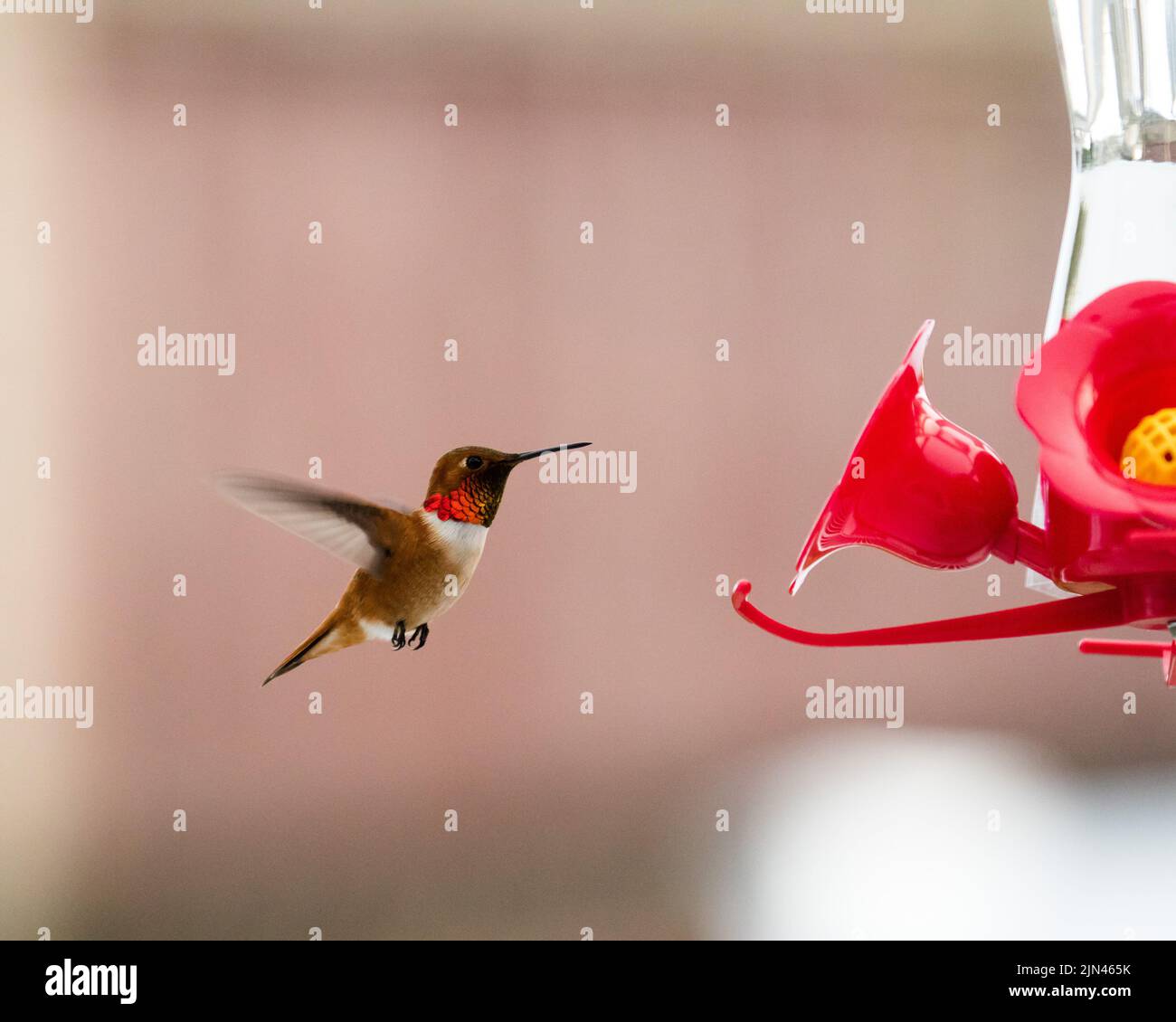 Roufous hummingbird hi res stock photography and images Alamy Roufous hummingbird hi res stock photography and images Alamy