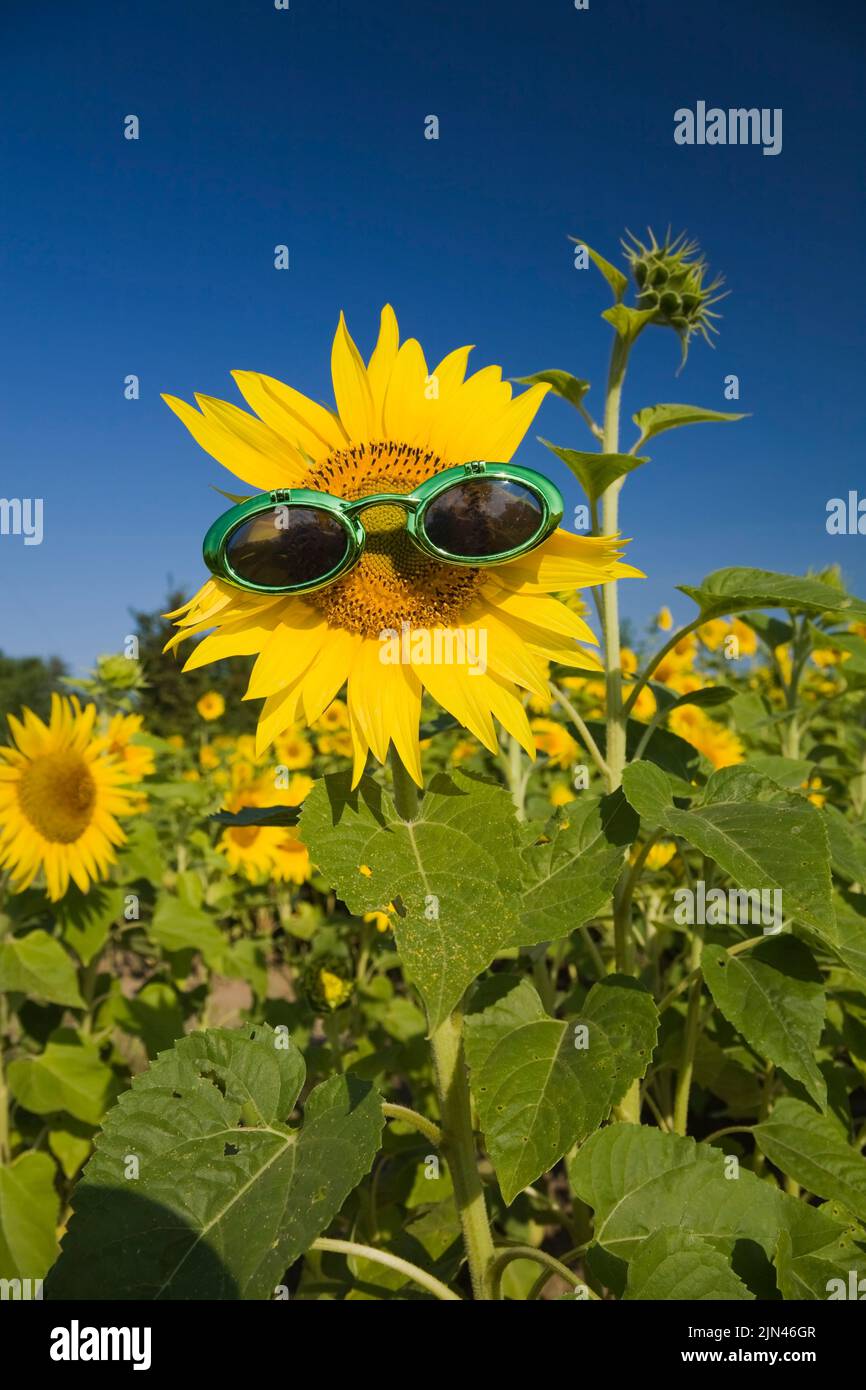 Close-up of Helianthus - Sunflower wearing green sunglasses in summer. Stock Photo