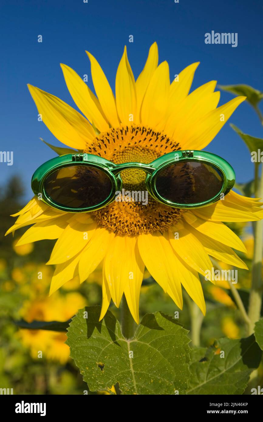 Close-up of Helianthus - Sunflower wearing green sunglasses in summer. Stock Photo