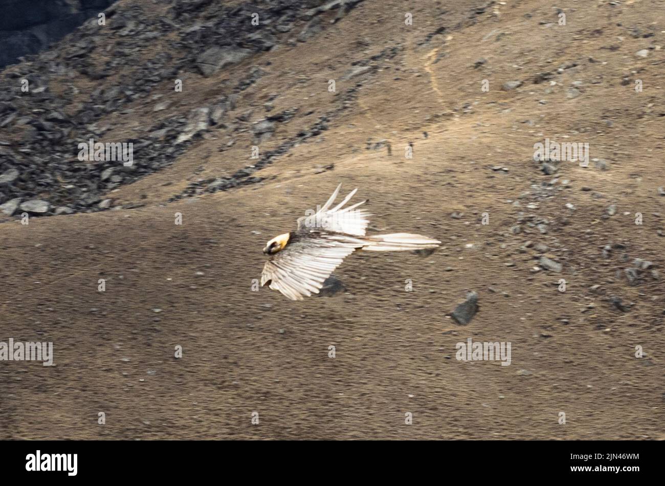 Closeup of a Himalayan lammergeier (Gypaetus barbatus) also known as a Bearded Vulture on the wing above the Khumbu Glacier moraine at Lobuche. Stock Photo