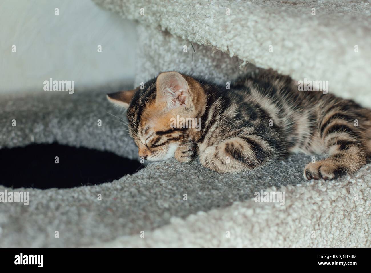 Young cute bengal kitten sleeping on a soft cat's shelf of a cat's