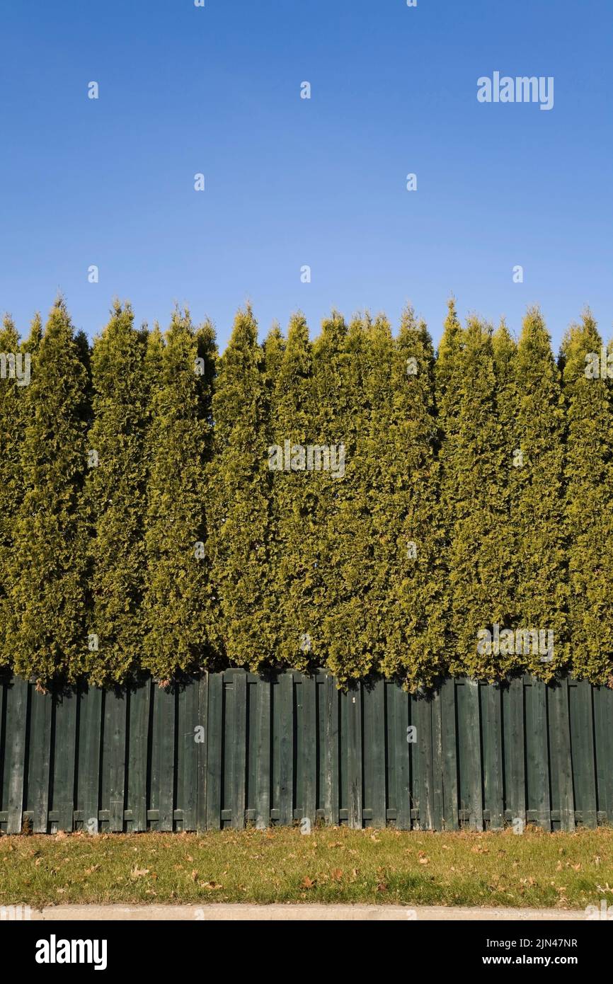 Green wood plank fence and Thuja occidentalis - Cedar Tree hedge protecting residential backyard. Stock Photo