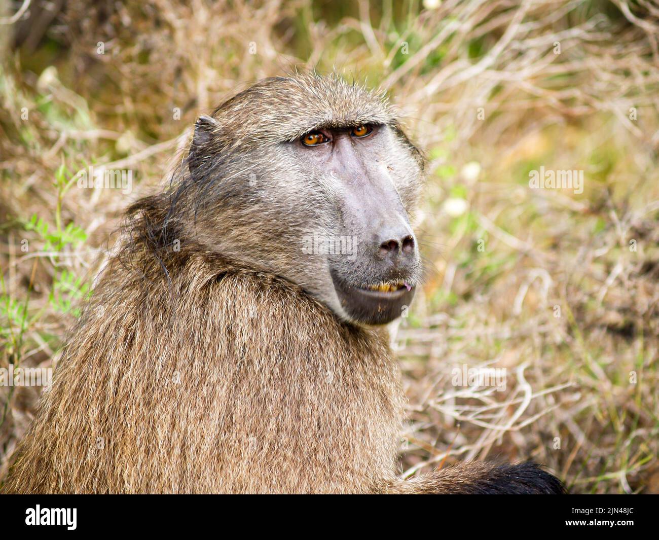 Portrait one baboon sitting in open in wild. Stock Photo