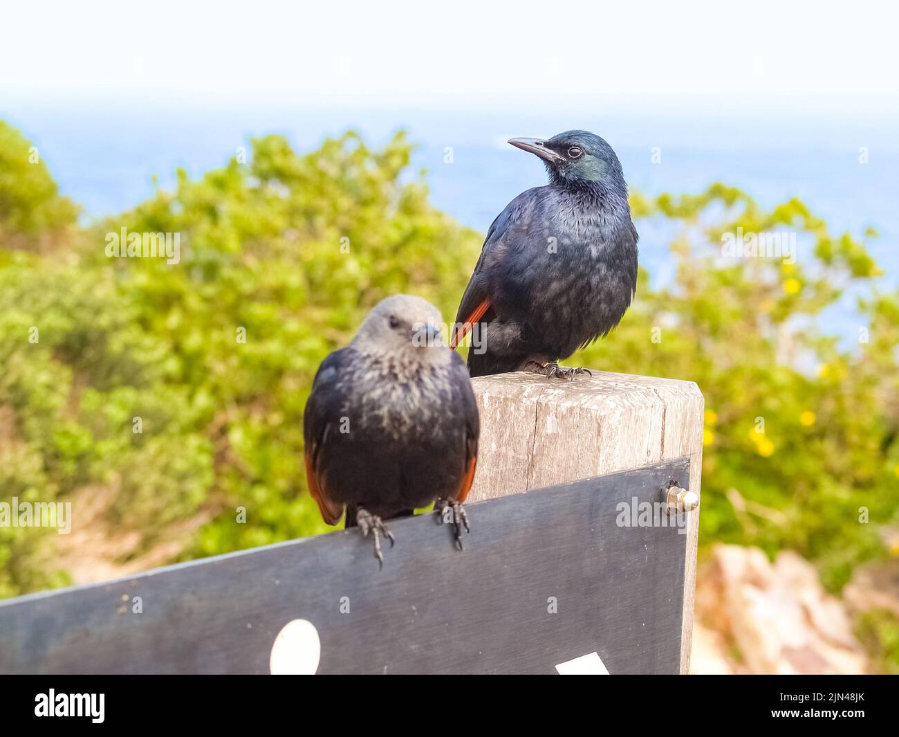 Pair red winged starling in selective focus at Cape of Good Hope, South Africa. Stock Photo