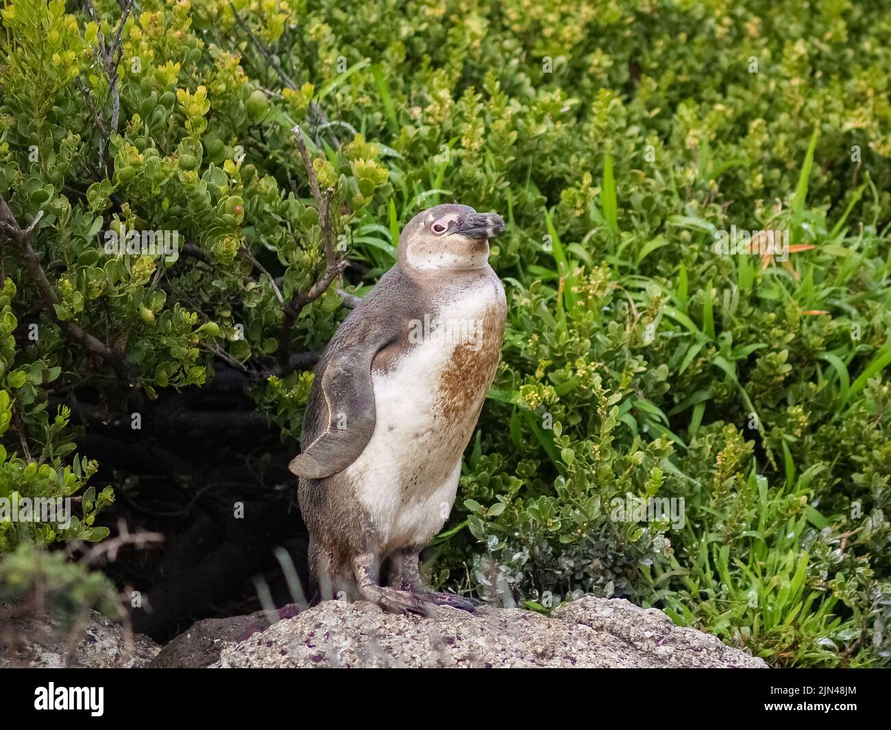 African penguin in juvenile plumage standing on rock Stock Photo