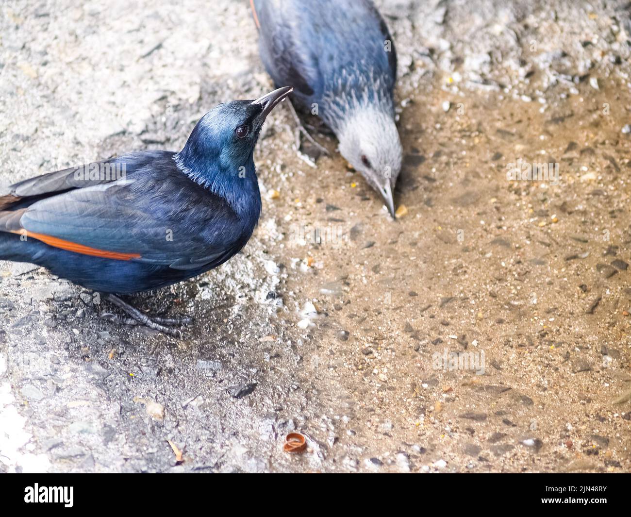 Pair red winged starling in selective focus at Cape of Good Hope, South Africa. Stock Photo