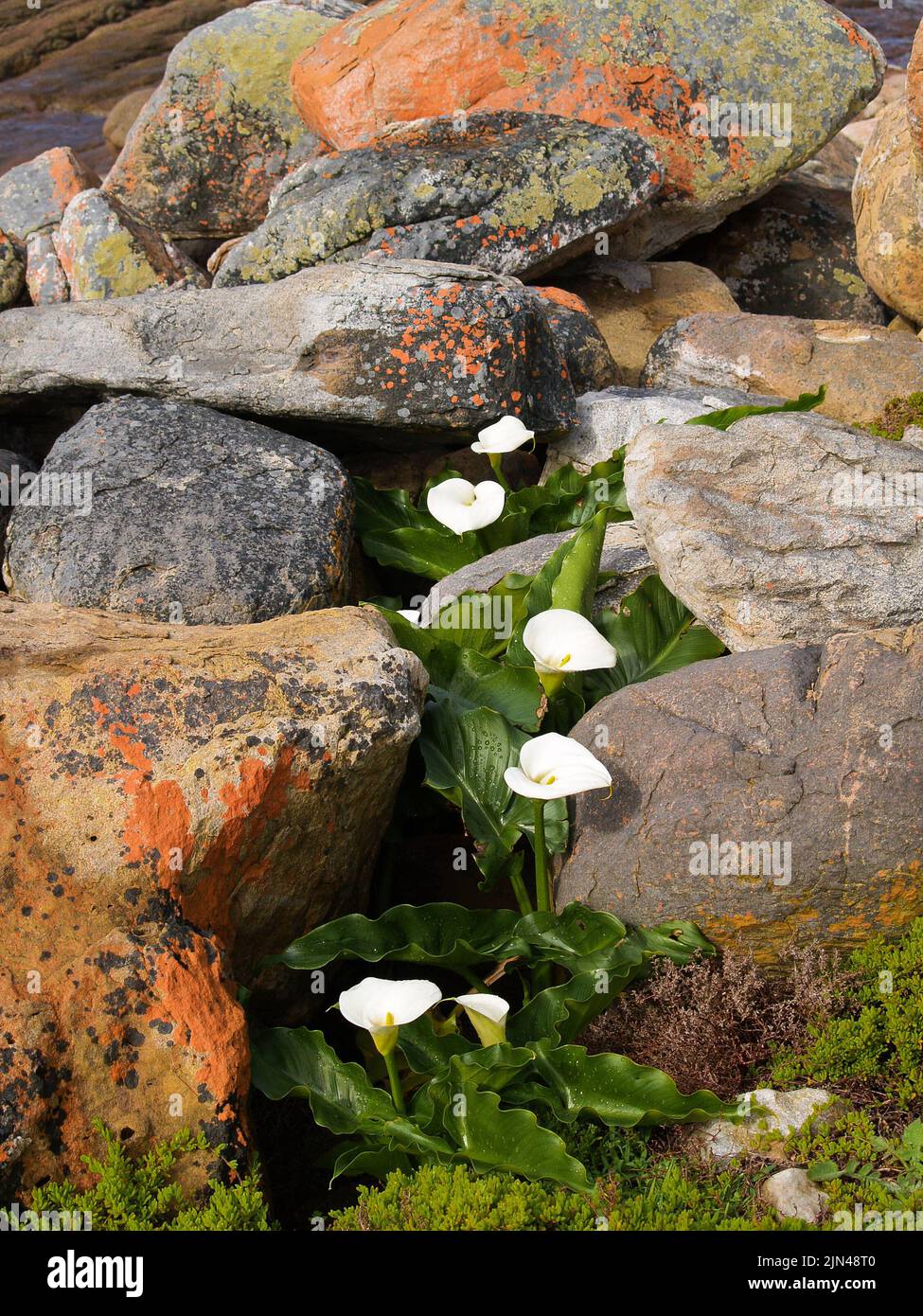 Arum lily growing amongst Rocks and large boulders on coastal edge at Cape of Good Hope, South Africa. Stock Photo