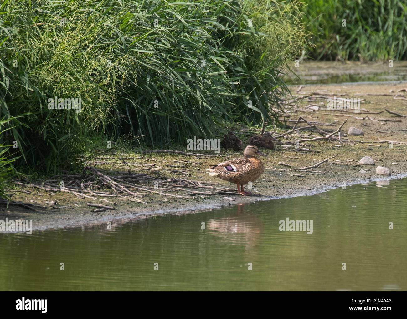 A female Mallard duck on the grassy shore of a pond Stock Photo