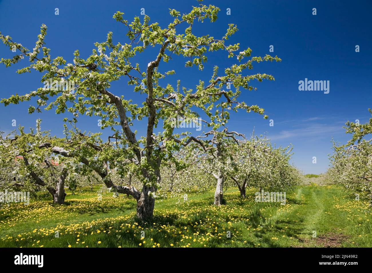 Malus domestica - Apple tree orchard in spring. Stock Photo