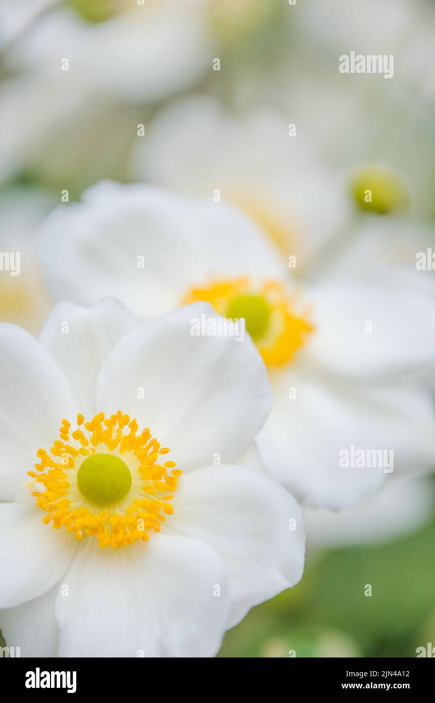 23 Tiny Flowers With Big Influence in Your Garden  Small white flowers, Tiny  white flowers, Small gardens