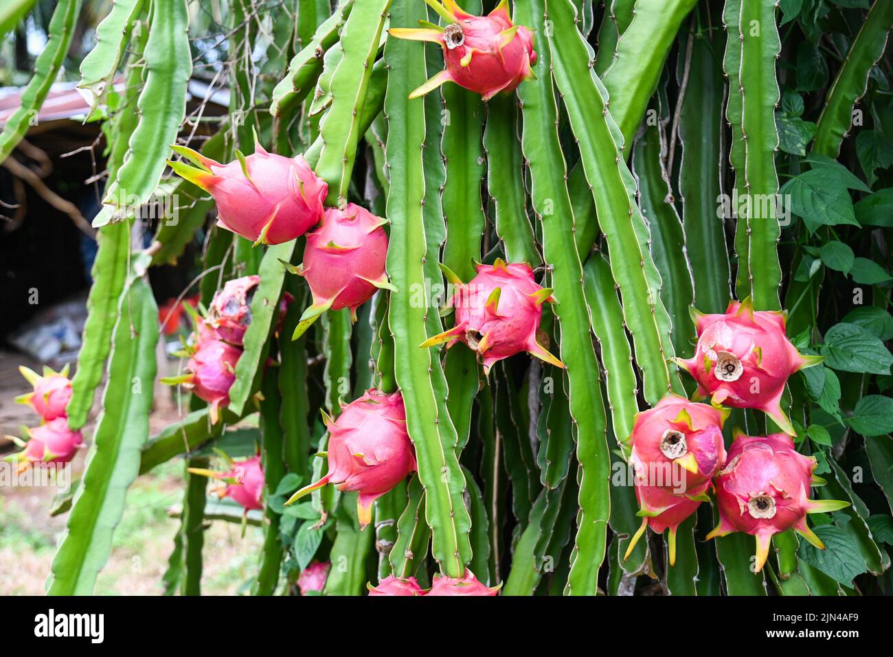 dragon fruit on the dragon fruit tree waiting for the harvest in the