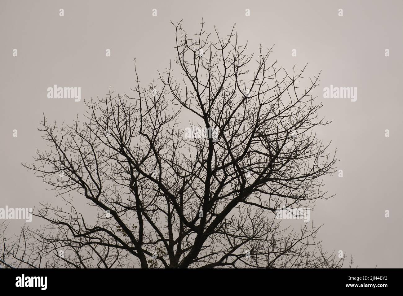Silhouette of Bare Tree Branches against Cloudy Sky Stock Photo