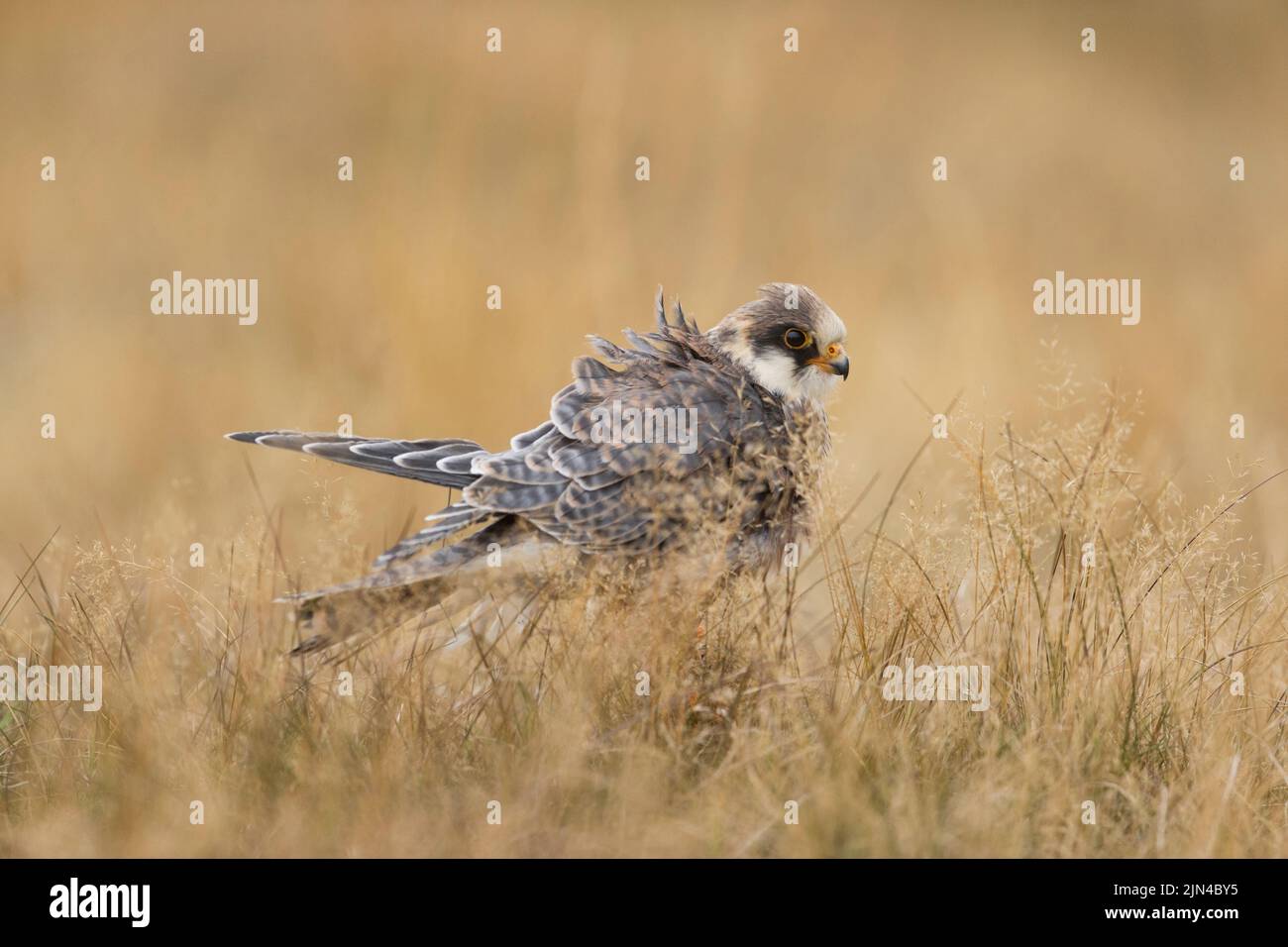 Red-footed falcon Falco vespertinus, juvenile perched on rock in grassland, rousing, Suffolk, England, September, controlled conditions Stock Photo